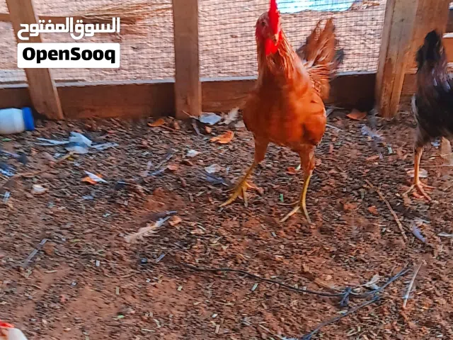 فراريج للبيع