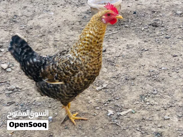 ديج ودجاجه وياها افراخها للبيع