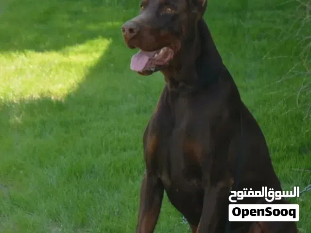 دوبرمان اوربي استيراد