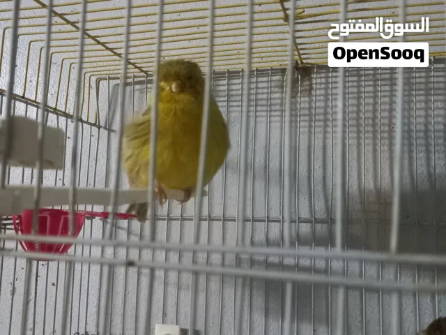 جوز كنار شغال 100%  الفحل جولستر والطيره نحاسي او جوكر