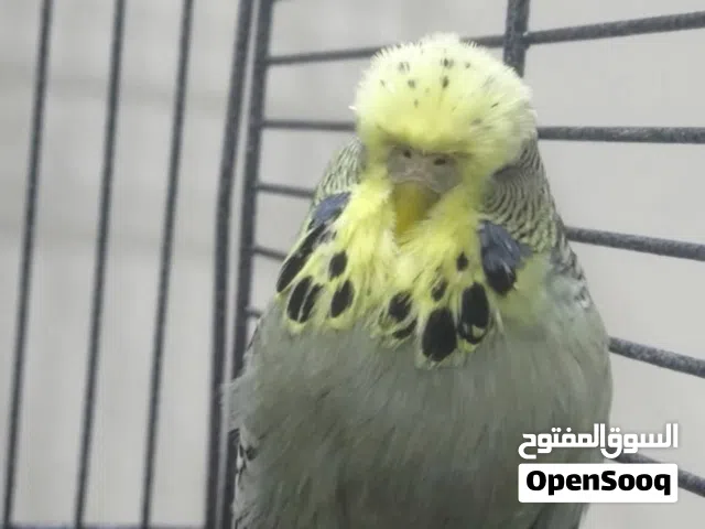 طيور حب انكليزي