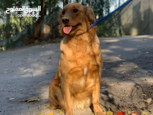 جولدن تريفر