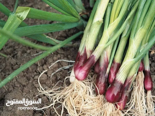 مطلوب مسوق بصل اخضر ورق رابطا من المزرعة