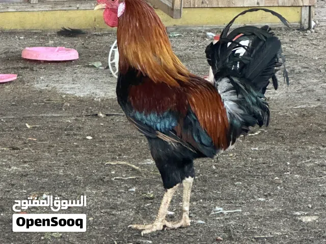 دجاج عرب كويتي