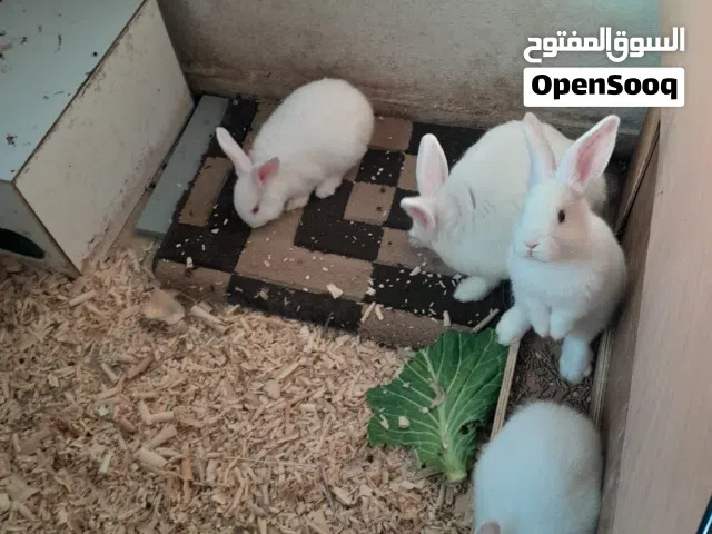 ارانب هولندية تربية شخصية