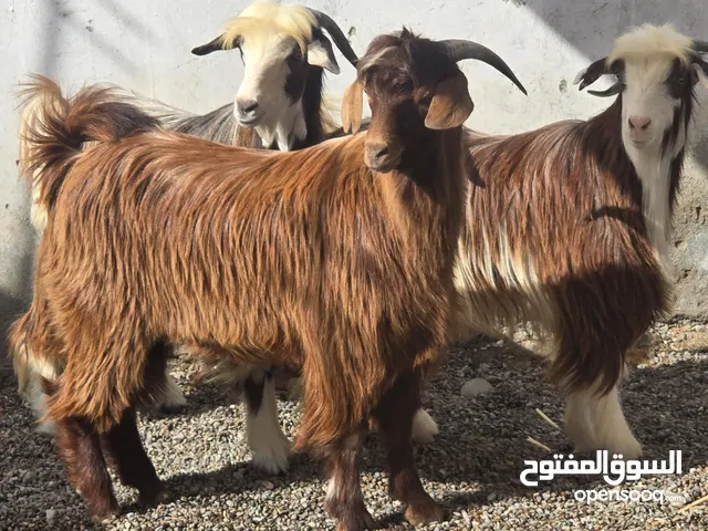 للبيع جدايا حوالي سمان ماعليهن كلام ماشاء اضاحي