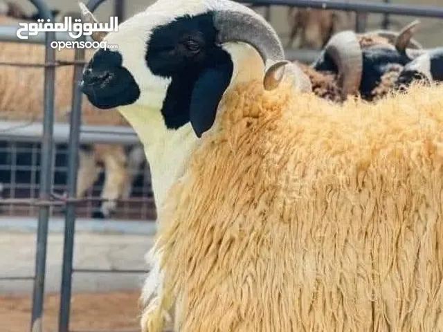 لحام متنقل لذبح العقائق والنذر في المنزل ويتوفر لدينا روماني جميع الأوزان أخوكم أنس الغبابشه.