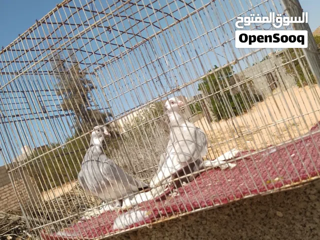 هزاز درجه اولا