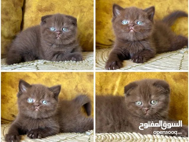 سكوتش فولد لون القرفه من نوادر العالم لعشاق الجمال والنوادر فقط