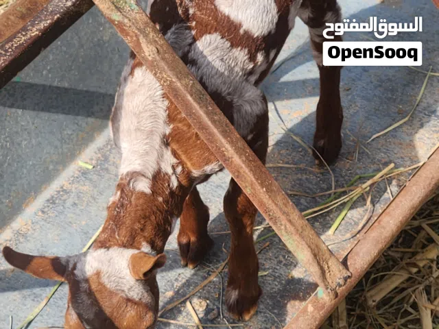 تيس لون جيشي اصمع من الحلال الصلالي