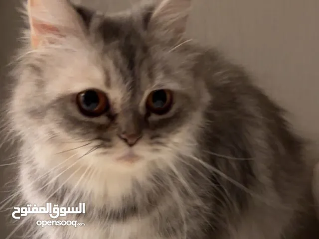 قطة أُنثى مفقودة في جبرة البوادي