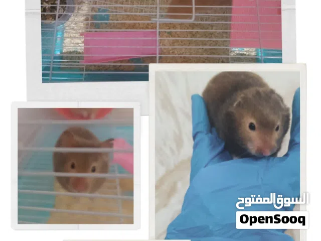 هامستر زوج مع القفص