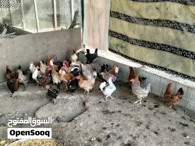 دجاج بياضات 30 الحبه 2ونص والجمله ريالين
