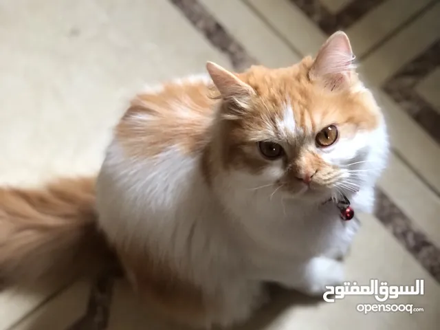 قطة شرازيي هاديه ولعوبه