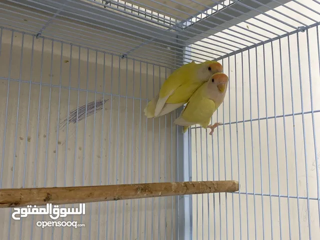 زوج لوف بيرد اورنج فيس