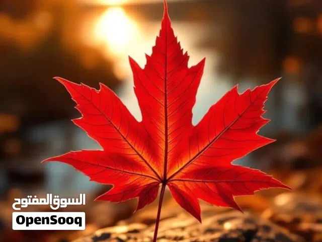 فراخ زواجل فطم جديد