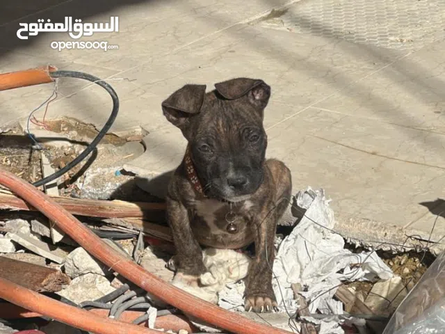 American bully pure 100 %