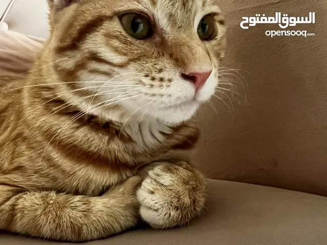 !URGENT ADOPTION!