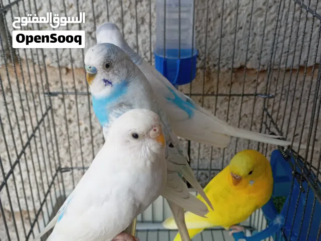 الله يبارك  2كوبيات بقلينو