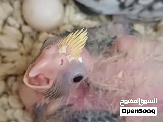 فرخ كوكتيل للترويض