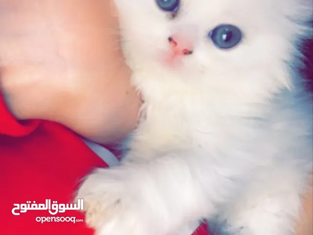 شيرازي ابيض