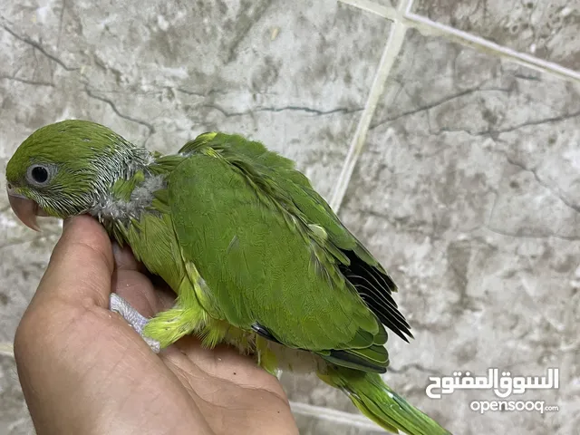 فروخ بغبغاء الدرة مع السيرلاك قريب الفطام "اقرأ الوصف"