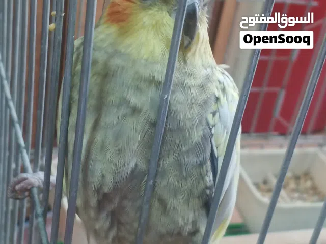 كوكتيل انثى مع قفص كبير