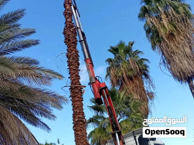 نخيل جميع الاطوال