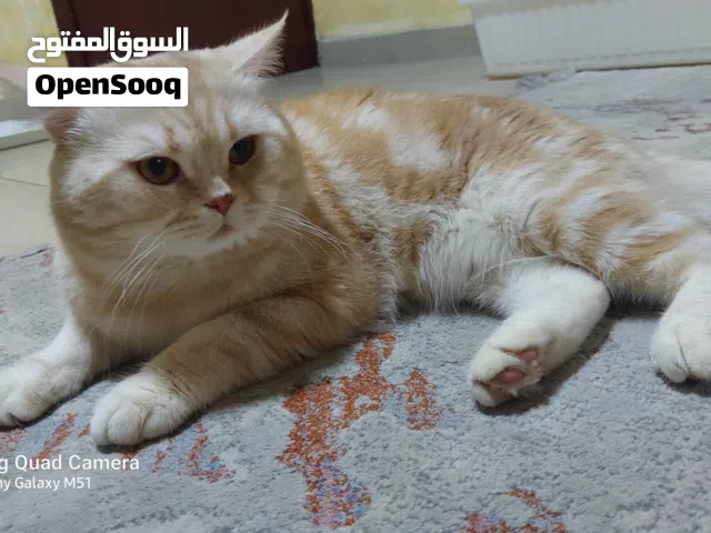 قط ذكر للتبني