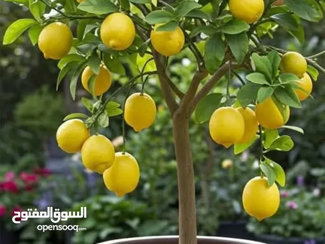 اشجار اللوزيات والحمضيات والزينه