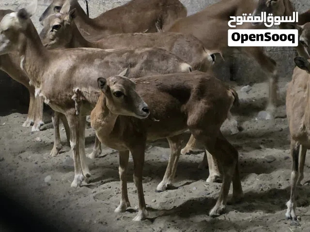 الوعل الاصفهاني لحم تقريبا 40كلو