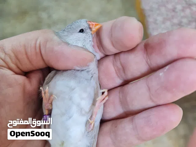 زيبرا جامبو فول اورنج