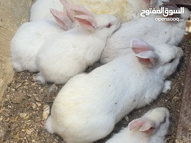 ذكر وانثى بلدي مع ولادهم