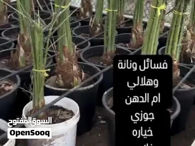 فسائل نخيل