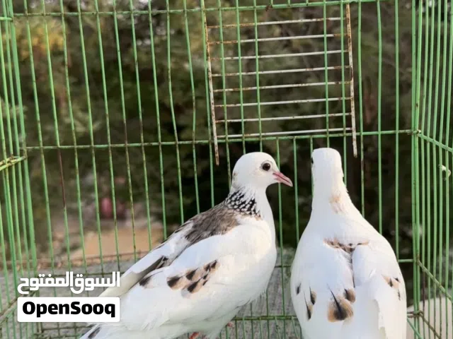 للبيع زوج يمام تايلندي منتج