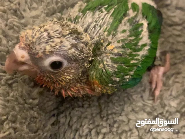 فرخ كنيور قرين شيك يلو سايد العمر 32 يوم محجل ......................................