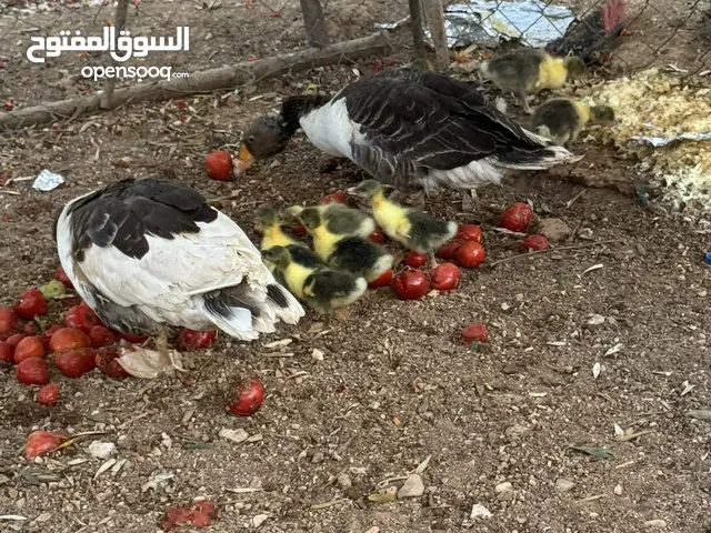 وز للبيع مع صيصان