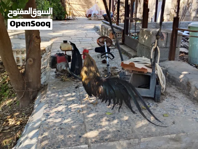 ديج فينكس للبيع العمر 8 اشهر مع التوصيل