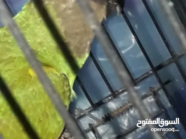 متوفر ببغاء سنغالي للبيع او تبديل