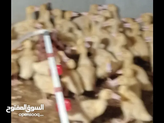 بط ستار عمر 10 ايام 50ج فراخ عبدالفتاح عمر 22 يوم 30ج ديوك روزى عمر 23 يوم 35 ج