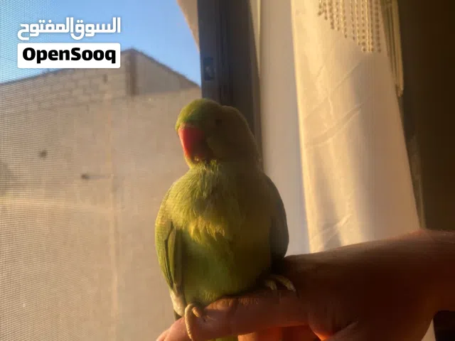 ببغاء دره أليف
