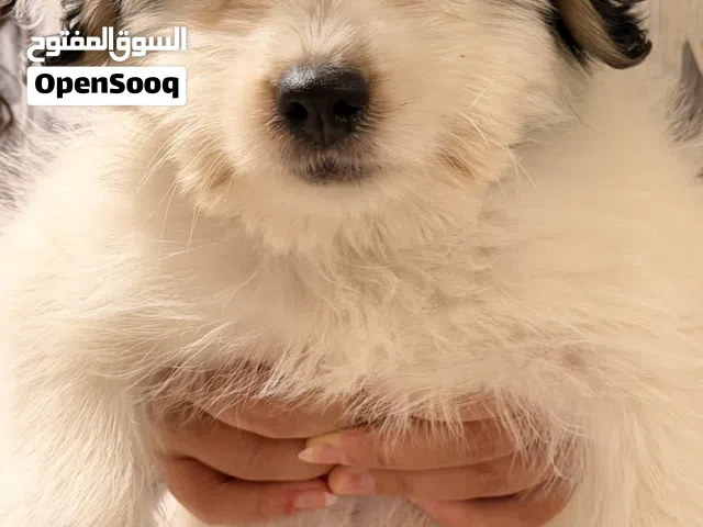 جرو فرنش للبيع عمان الاردن