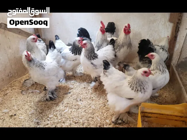 دجاج برهما كو لمبي