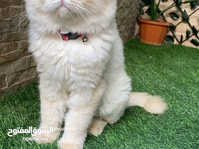 قط ذكر لتزاوج ليس للبيع (همالايا اورنج مكس راغدول )