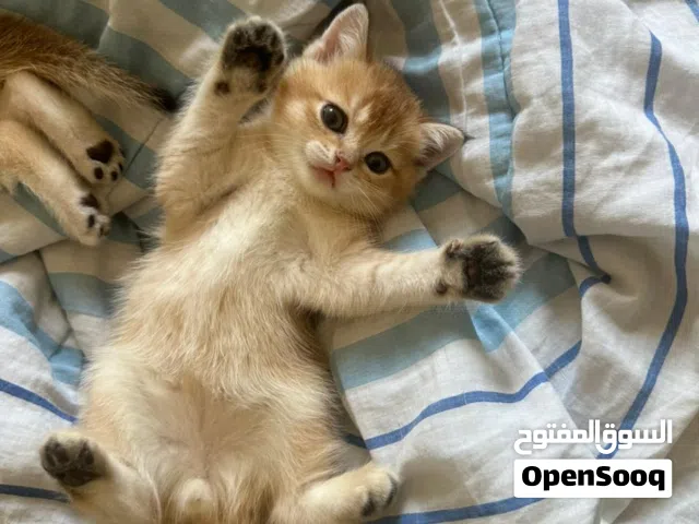 kittens very high breed