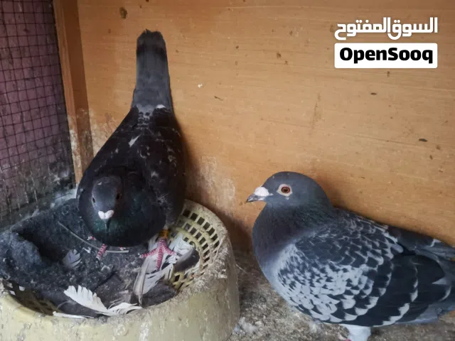 زوج زواجل  شذريات بيها حجل وتوثيق  مال سباق الله شاهد طيور  زينه وبصحه جيدا وفحل لمقلم