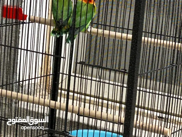 ببغاء فيشر اعمار مختلفه فروخ وكبار للبيع الرياض