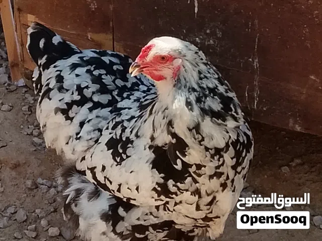 كوبية براهما ماشاء الله تبارك الله