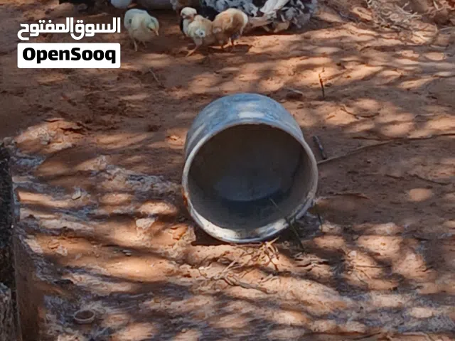 السلام عليكم ورحمه الله وبركاته  متوفر 2دجاجةدجاج ربي يبارك وحده تحتها 5 وحده8