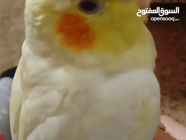 كوكتيل ربا